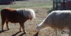 Watch the Farm Animals