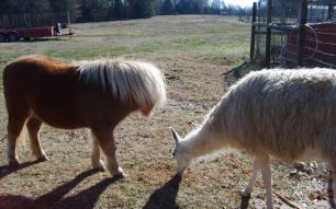 Watch the Farm Animals