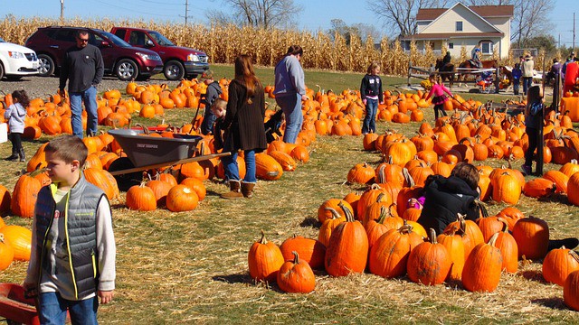 The Perfect Pumpkin Patch Farm for Families