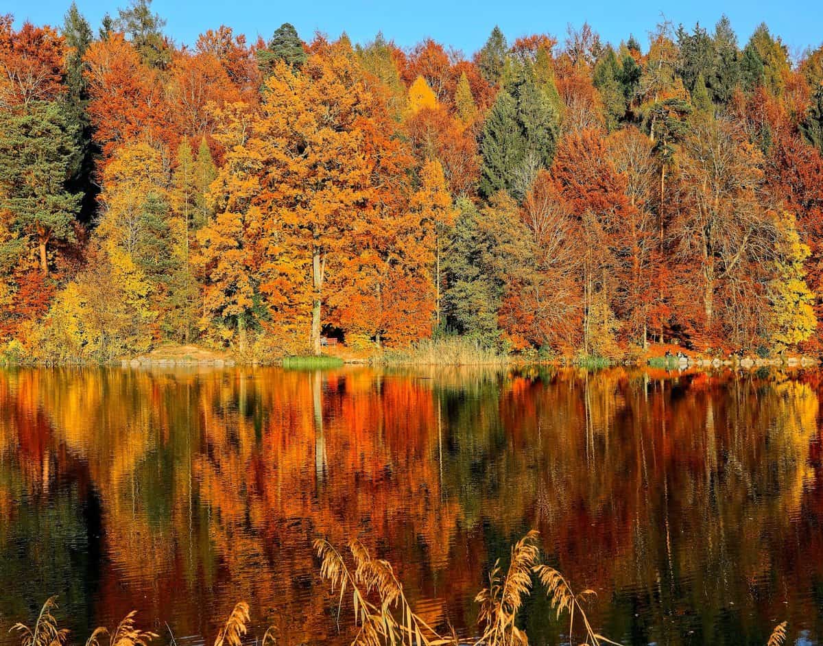 Fall Foliage in Arkansas - Ultimate Guide 2023