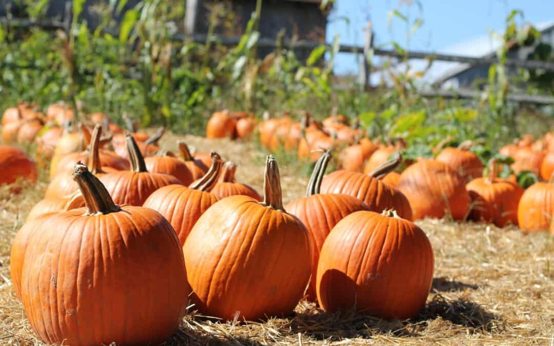 Tips for Planning an Unforgettable Trip to a Pumpkin Patch in Arkansas