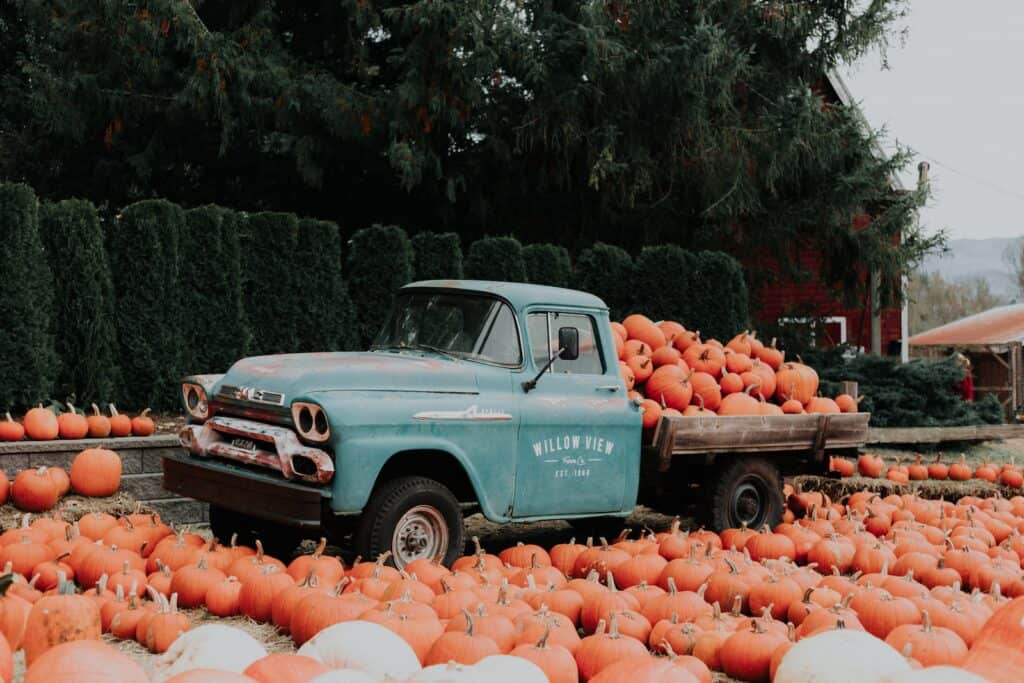 Green vintage truck in a orange and white pumpkin patch