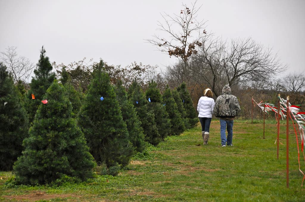 Couple perusing cut your own trees at a Christmas tree farm