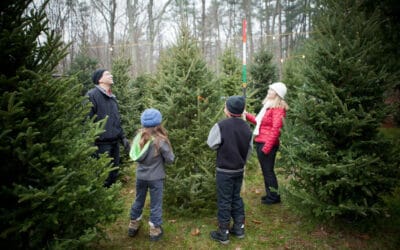 Cut Your Own Tree: The Best Christmas Tree Farms in Arkansas!