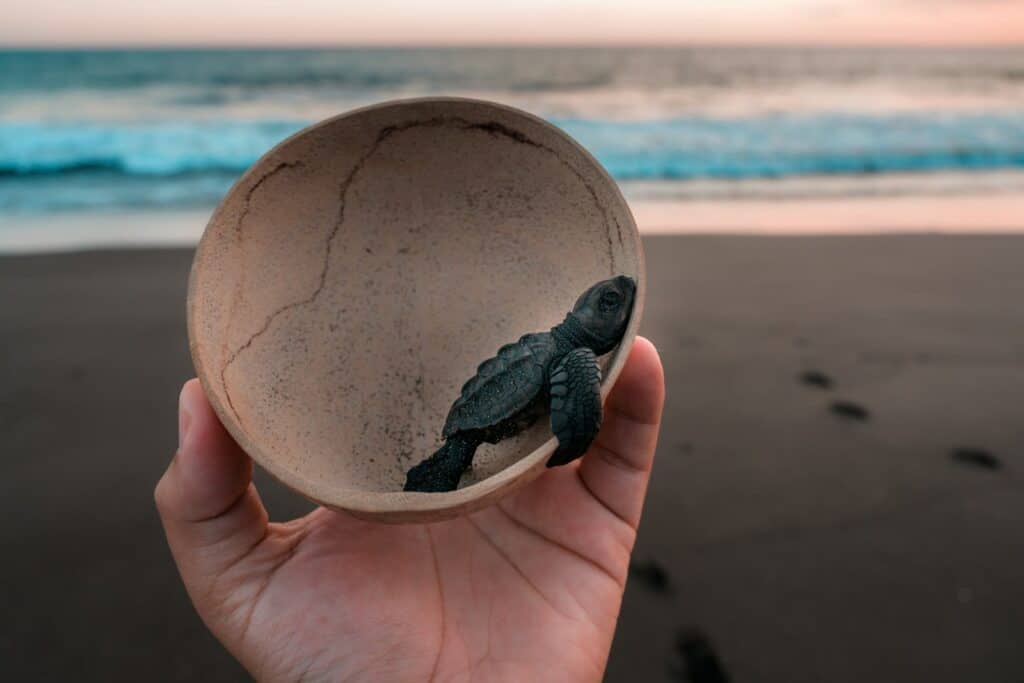 person holding gray and black turtle on beach during daytime in a bowl with ocean in the background