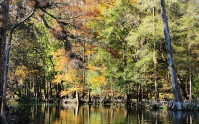 Petit Jean State Park Arkansas Camping: Rustic Charm & Waterfall Views