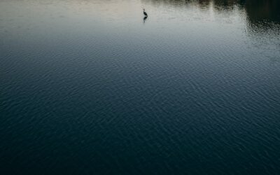 Beaver Lake, Arkansas Camping Sites: Your Guide to Lakeside Spots, & Secluded Coves