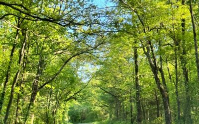 Family Vacation Spots in Arkansas: Kid-Friendly Destinations That Actually Wow