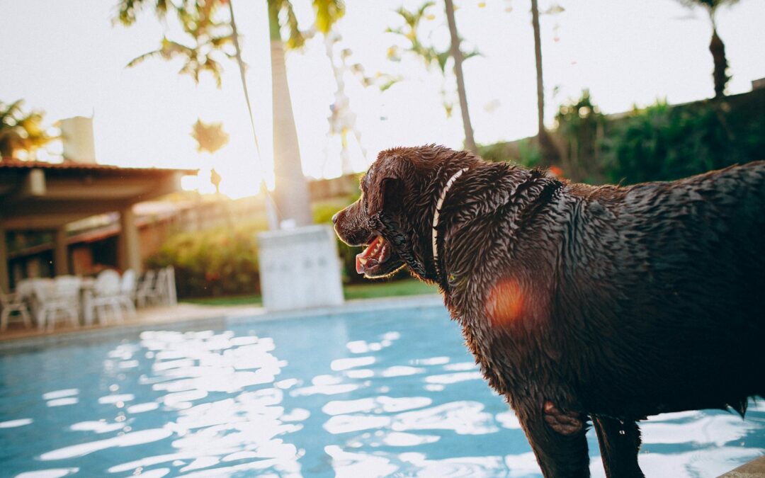 Pet-friendly hotels in Arkansas