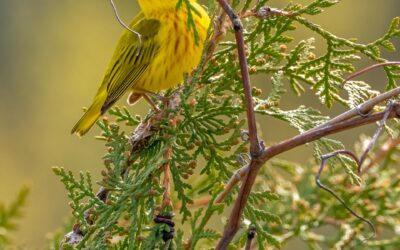 Top 6 Bird-Watching Hotspots in Arkansas: The Ultimate Guide
