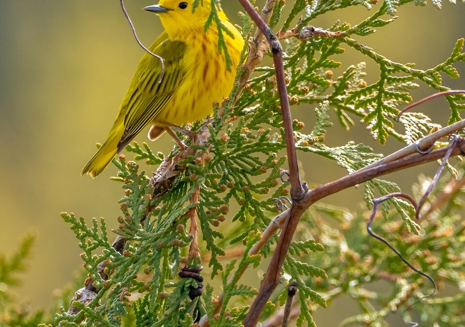 bird-watching hotspots in Arkansas