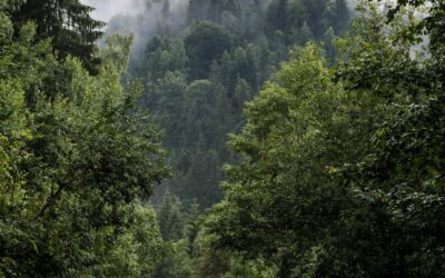 Best 5 Activities for a Rainy Day in Arkansas