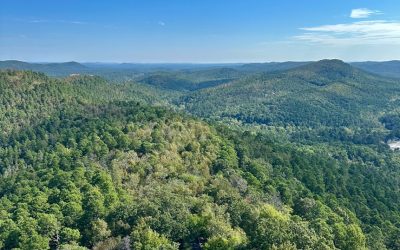 Best Forests in Arkansas for Mindful Connection