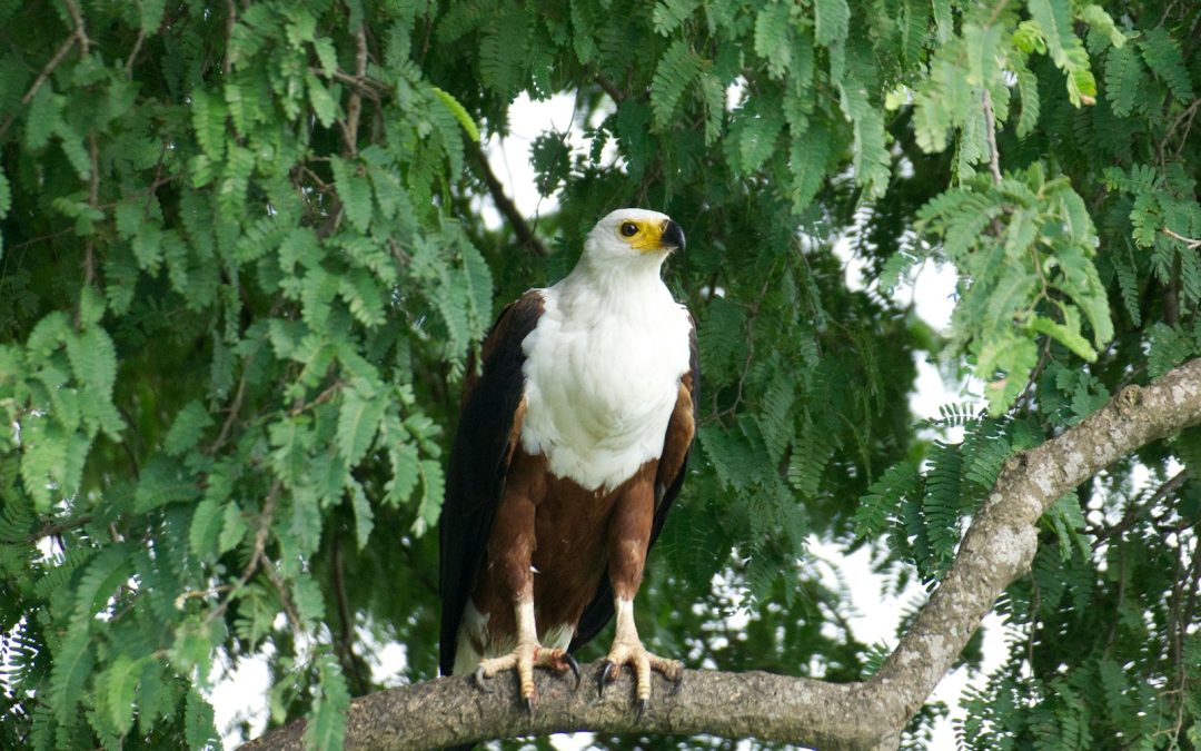 eagle watching in northwest Arkansas
