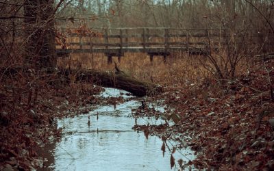 Best Arkansas Creeks for Splashing with Kids