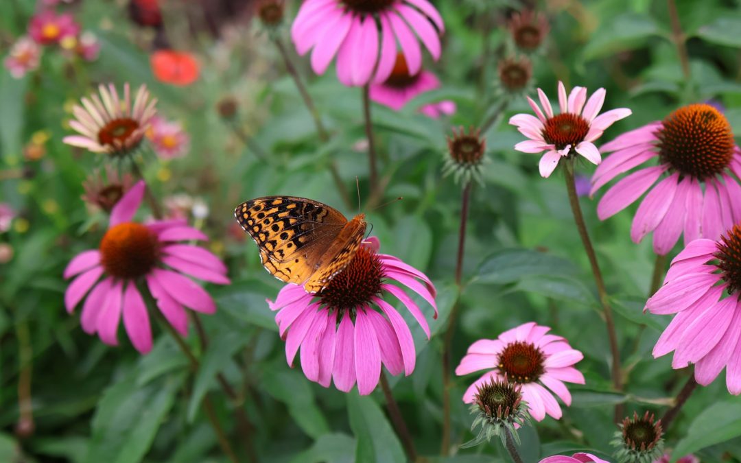 wildflowers in Arkansas