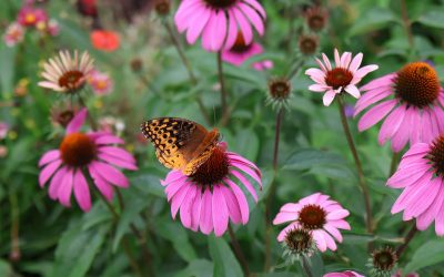 Where Can I Spot Wildflowers in Arkansas on a Hike?